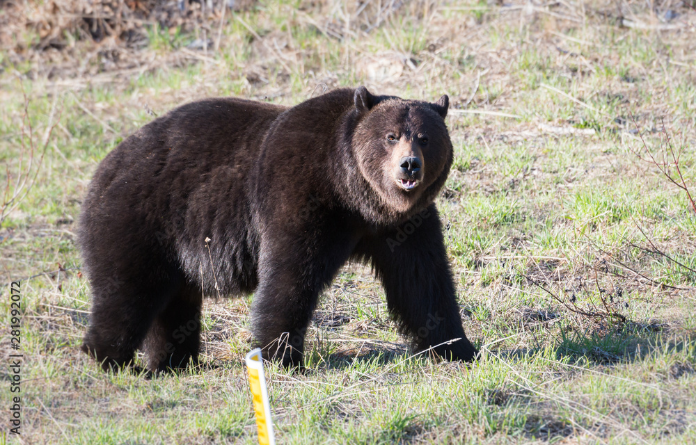 Grizzly bear in the spring