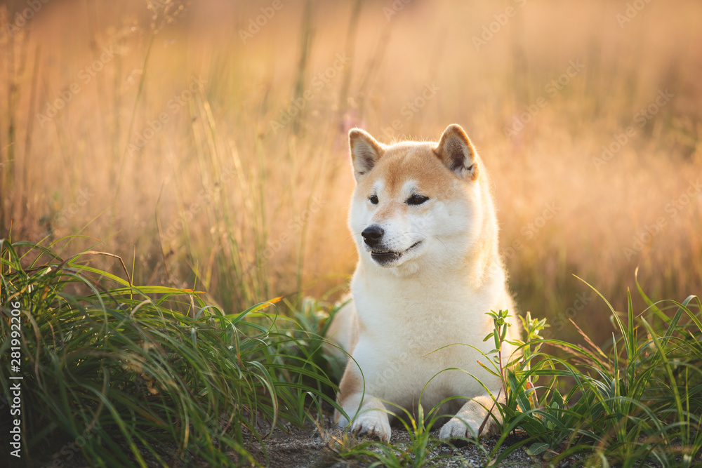 Beautiful and happy Red Shiba inu dog lying in the field in summer at sunset