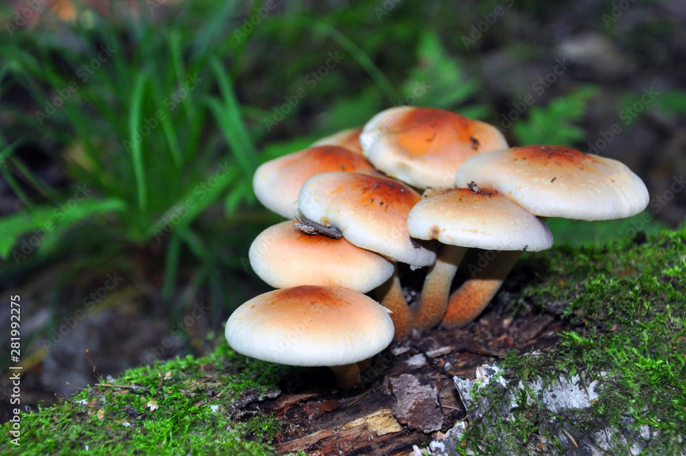 Common honey agaric. A group of mushrooms growing on stumps and piled trees in the forest Common honey agaric. A group of mushrooms growing on stumps and piled trees in the forest