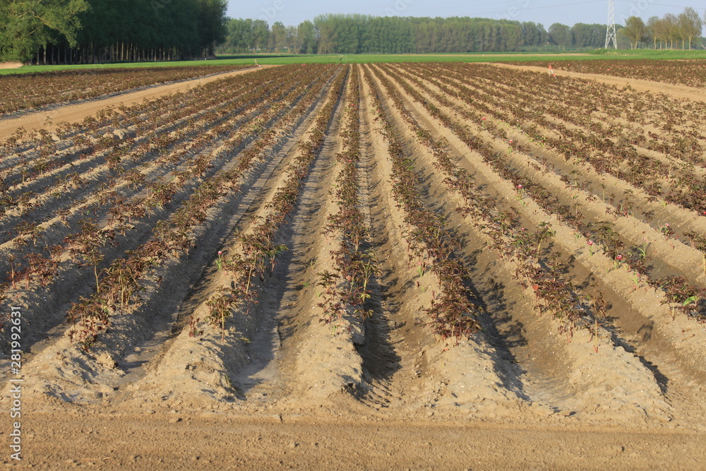 a field with peony plants in the d utch countryside a field with peony plants in the d utch countryside