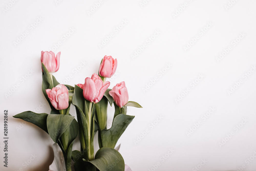 Tulips on a white background