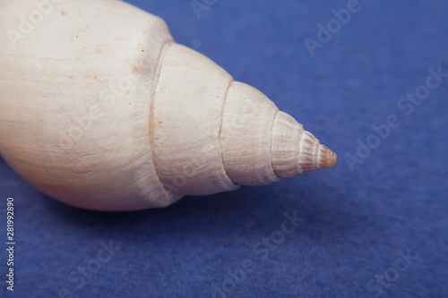 sea shells macro