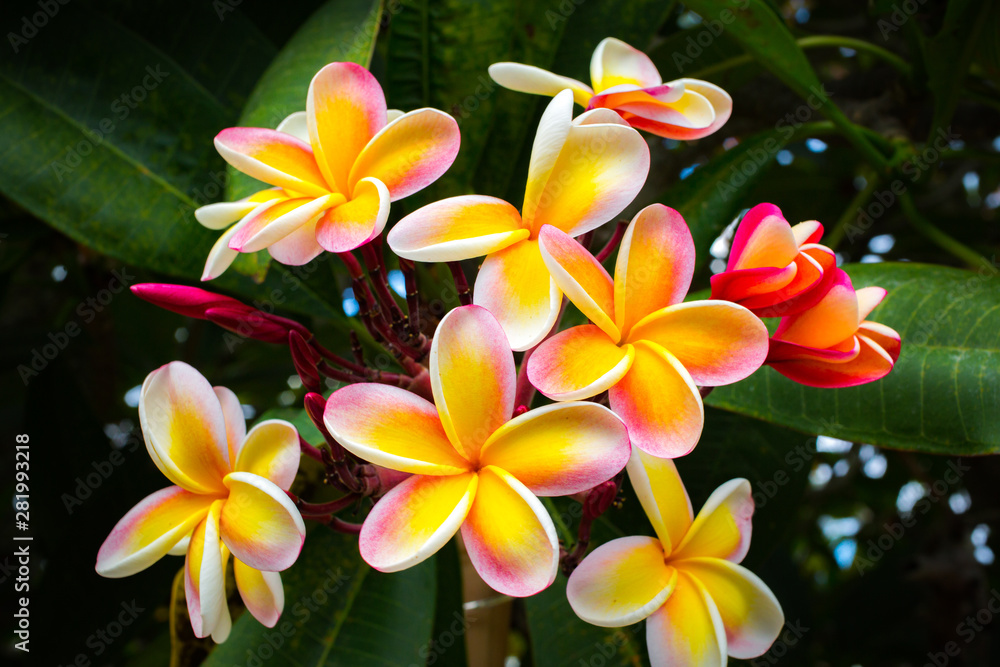 Beautiful Tropical Flowers in Hawaii Beautiful Tropical Flowers in Hawaii