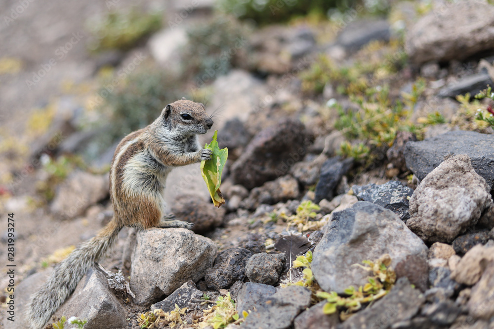 Atlashörnchen beim nagen Jandia Teneriffa Kanaren Dünen Erdmännchen Atlashörnchen beim nagen Jandia Teneriffa Kanaren Dünen Erdmännchen