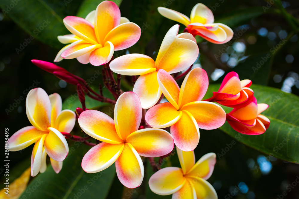 Fototapeta premium Beautiful Tropical Flowers in Hawaii