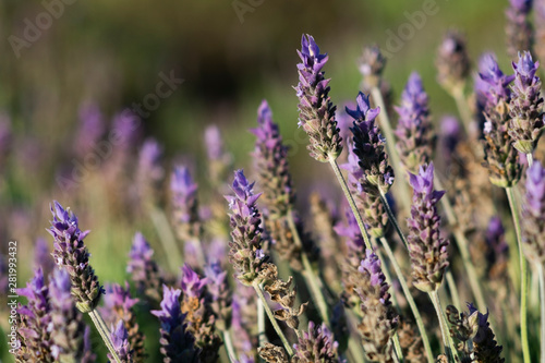 field of purple lavender