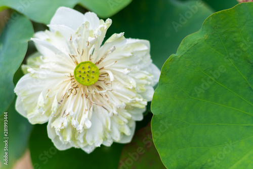 Lotus blossom in the backyard