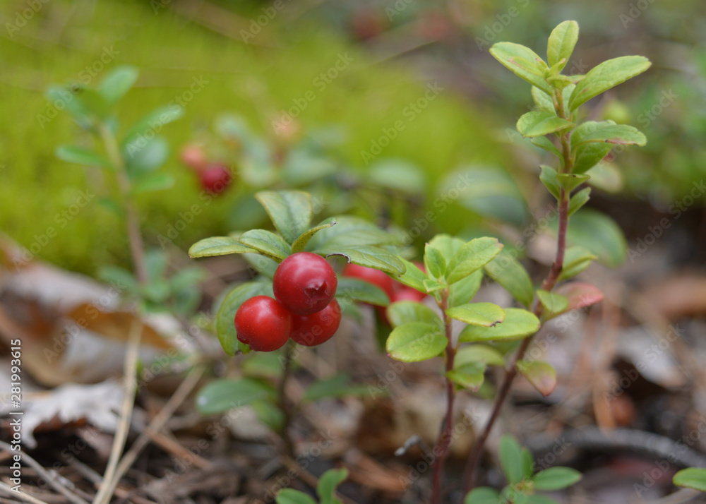 red forest berry cranberries growing on the soil in the forest among the grass