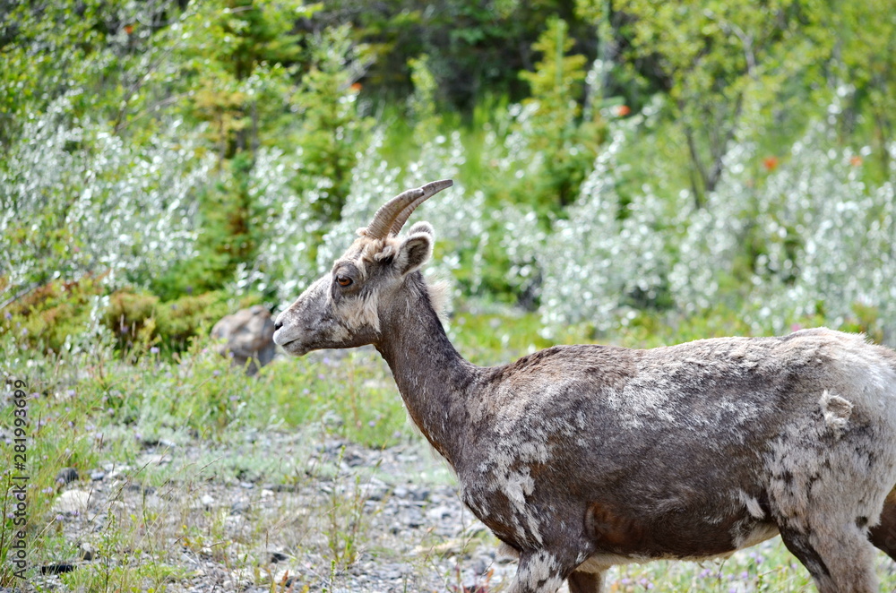 Grazing Wild Mountain Goat along a stream in Jasper National Park