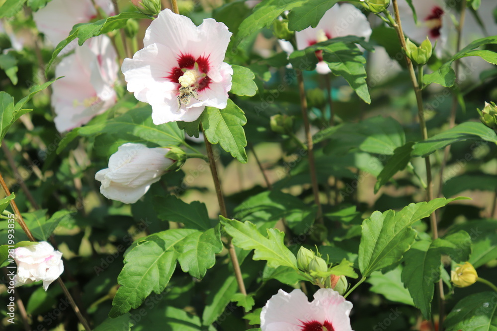 Fototapeta premium Hibiskus, Roseneibisch, Blume, Blumen, weiß, Garten, Biene