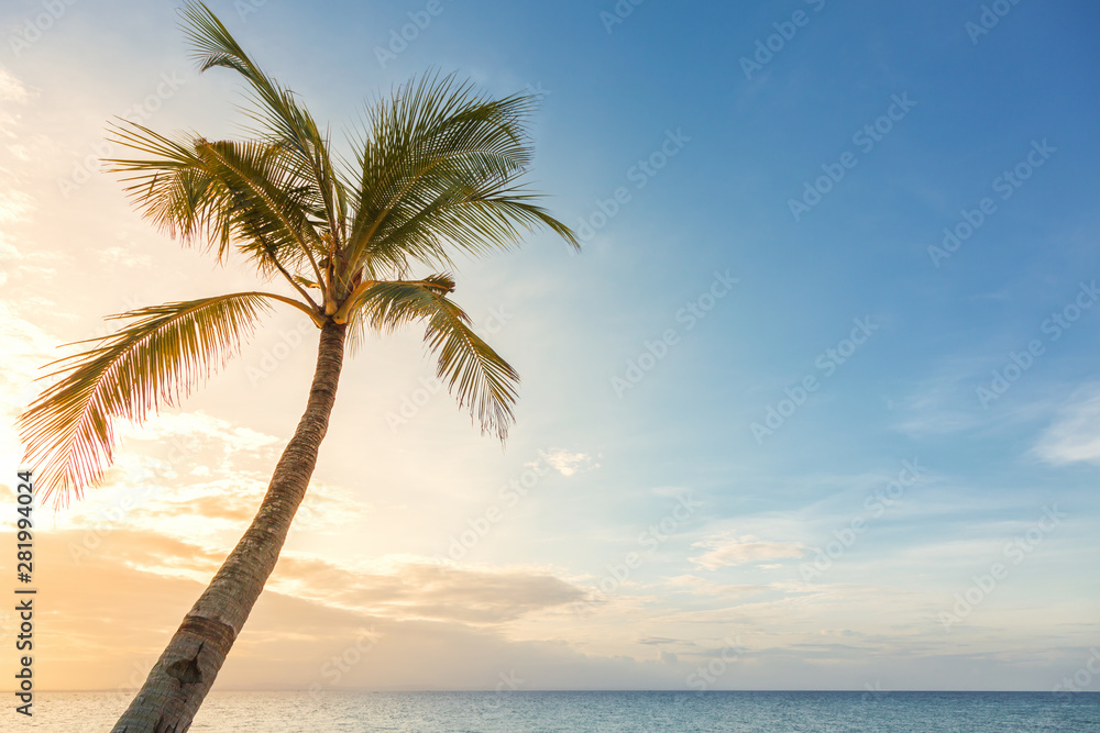 Background of sunset sky with palm tree