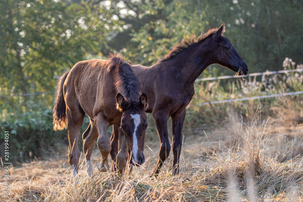 Fototapeta premium zwei Fohlen im langen, trockenen Gras auf der Koppel