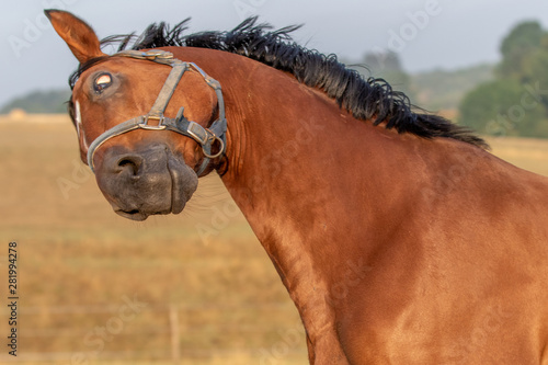 Pferd schüttelt den Kopf © mavcon