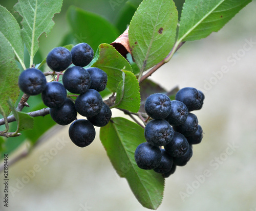 Berries ripen on the branch of the bush Aronia melanocarpa