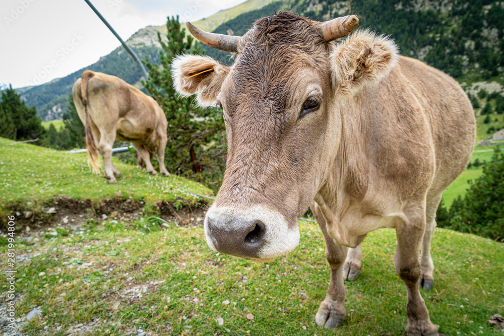 Brown cow face , selective focus on a mountain side.Vall de Nuria in Catalan Pyrenees, Spain. Brown cow face , selective focus on a mountain side.Vall de Nuria in Catalan Pyrenees, Spain.