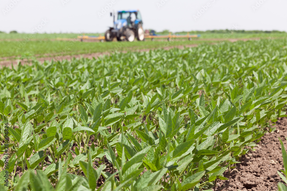 Green ripening soybean field, farmer driving tractor in the background Green ripening soybean field, farmer driving tractor in the background