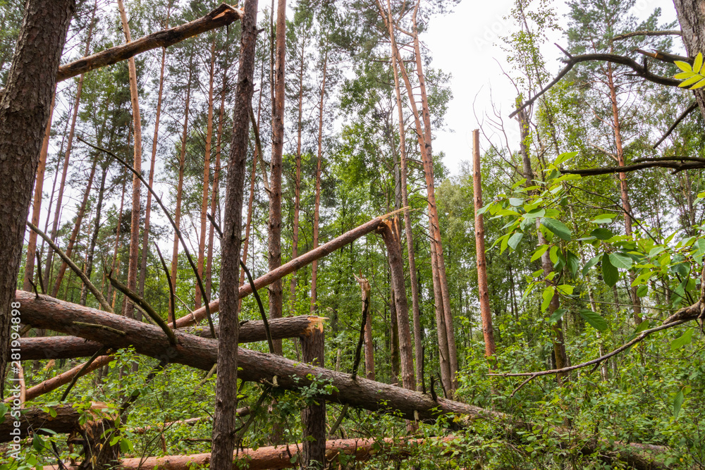 A hurricane in the forest knocked down trees and they fell A hurricane in the forest knocked down trees and they fell