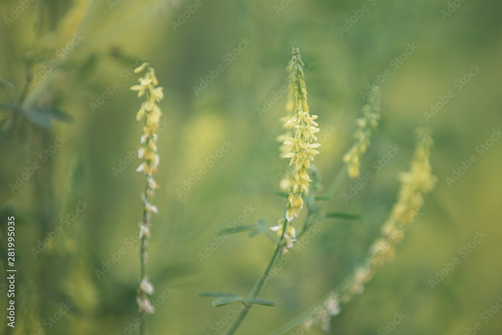 yellow flower of herbal Melilotus officinalis in the field yellow flower of herbal Melilotus officinalis in the field