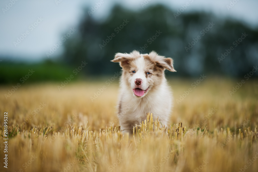 Border collie puppy in a stubblefield Border collie puppy in a stubblefield