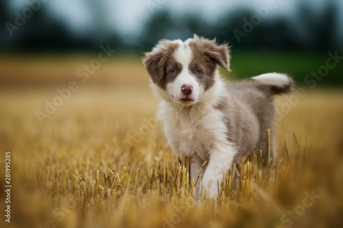 Print op canvas Border collie puppy in a stubblefield
