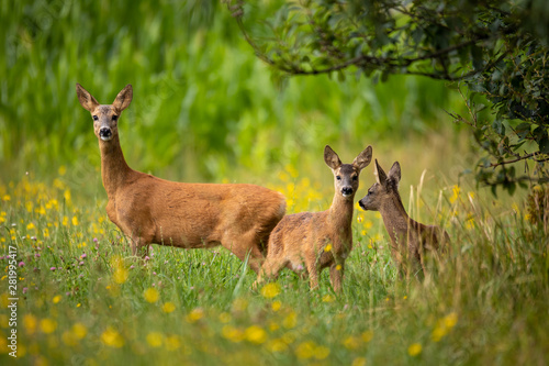 Fotografia Row deer family on meadow with trees, Czech wildlife