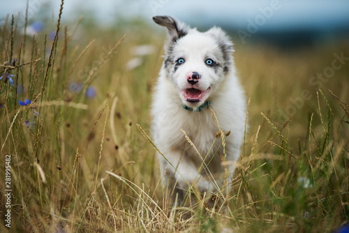 Border collie puppy in a flower meadow