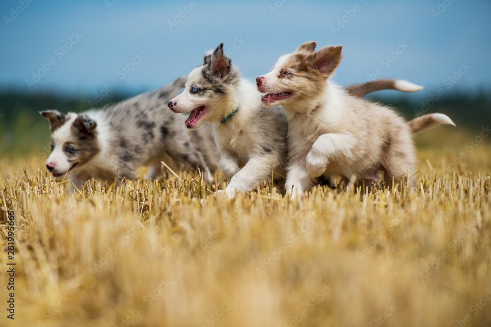 Cute puppies running in a stubble field - obrazy, fototapety, plakaty 