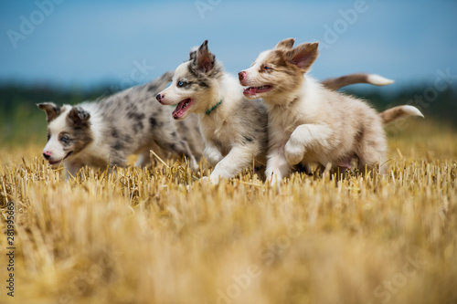Obraz na plátně Cute puppies running in a stubble field