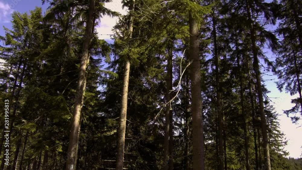 The dense forest and tree trunks in the high ridge lines of the Vladessa Massif mountains in the Apuseni, part of the western Carpathian. Romania The dense forest and tree trunks in the high ridge lines of the Vladessa Massif mountains in the Apuseni, part of the western Carpathian. Romania