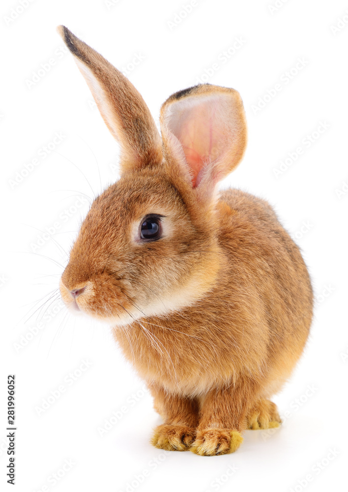 Fototapeta premium Brown rabbit on white.