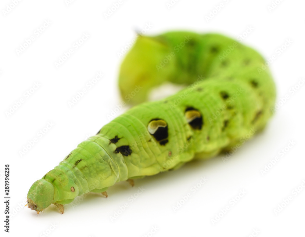 Obraz premium Green caterpillar isolated.