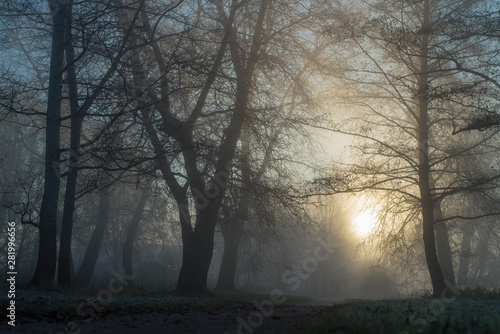 Foggy morning in the park