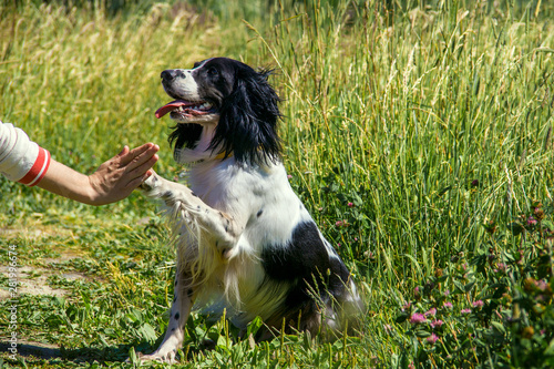 Dog giving high five to the trainer
