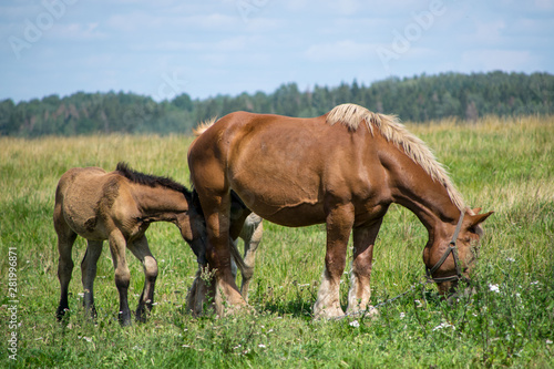 mare and foal © Edgars