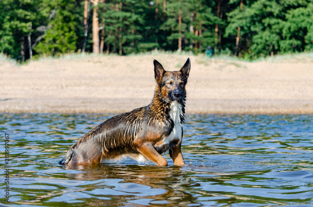 The Gulf of Finland. Young energetic half-breed dog is jumping over water. Doggy is playing in water. Sunstroke, health of pets in the summer. How to protect your dog from overheating. The Gulf of Finland. Young energetic half-breed dog is jumping over water. Doggy is playing in water. Sunstroke, health of pets in the summer. How to protect your dog from overheating.