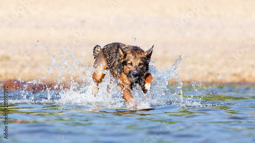 The Gulf of Finland. Young energetic half-breed dog is jumping over water. Doggy is playing in water. Sunstroke, health of pets in the summer. How to protect your dog from overheating.