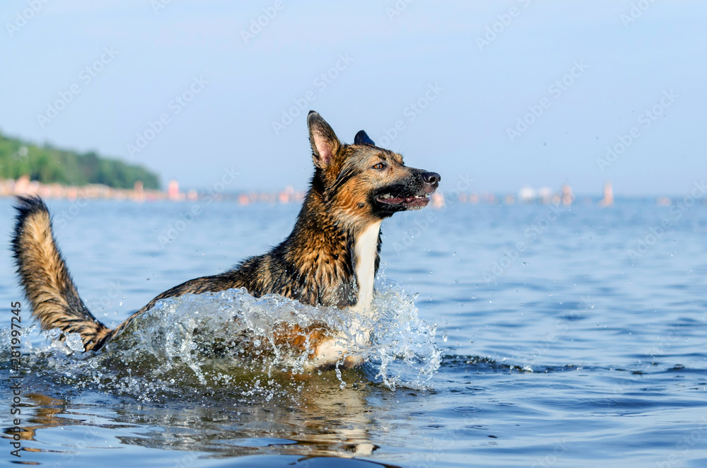 The Gulf of Finland. Young energetic half-breed dog is jumping over water. Doggy is playing in water. Sunstroke, health of pets in the summer. How to protect your dog from overheating. The Gulf of Finland. Young energetic half-breed dog is jumping over water. Doggy is playing in water. Sunstroke, health of pets in the summer. How to protect your dog from overheating.
