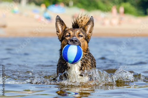The Gulf of Finland. Young energetic half-breed dog is jumping over water. Doggy is playing with ball in water. Sunstroke, health of pets in the summer. How to protect your dog from overheating.
