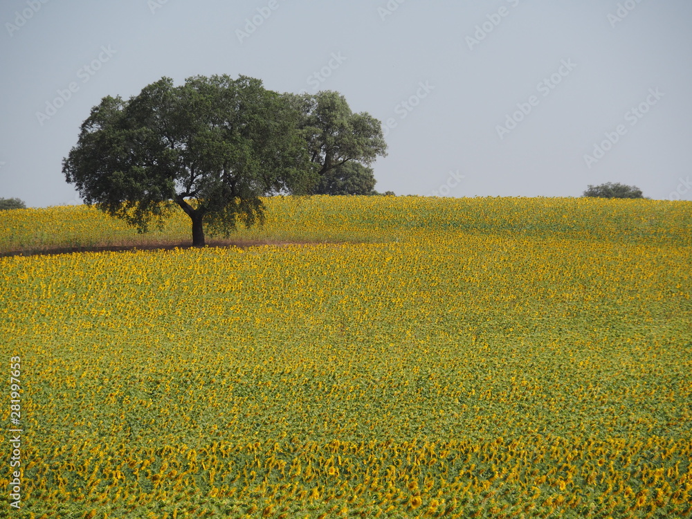 Krajobraz