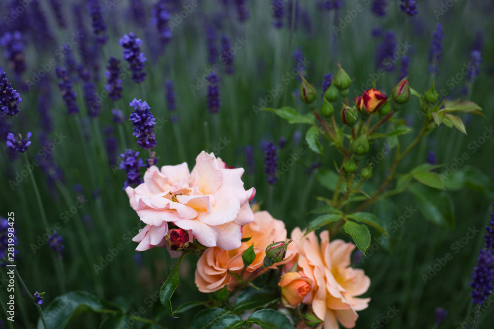 Fototapeta premium Rosen mit Lavendel