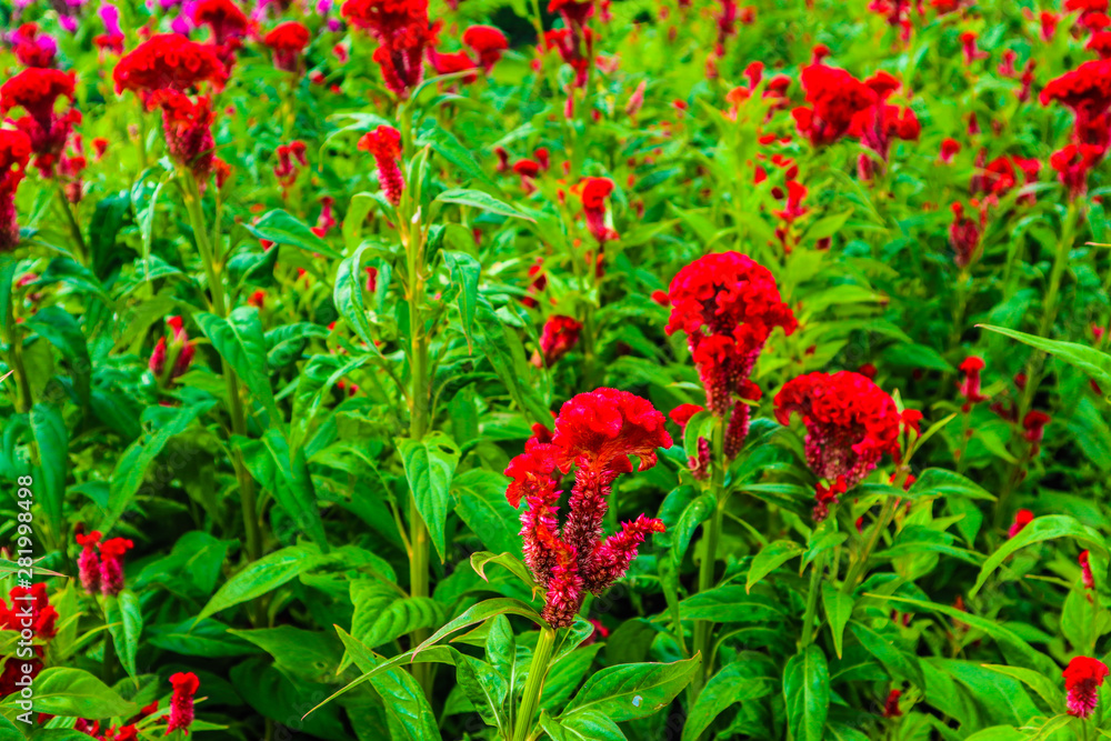 Beautiful abstract texture color red purple and pink flowers trees plants and forest landscape in the public nature green city parks and gardens Beautiful abstract texture color red purple and pink flowers trees plants and forest landscape in the public nature green city parks and gardens