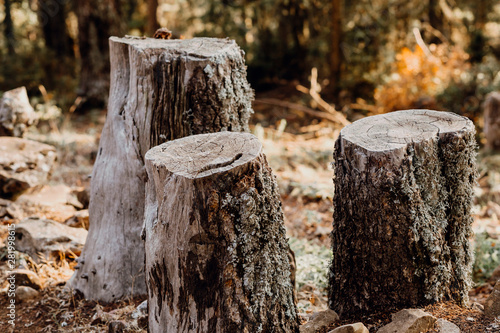 Wallpaper Mural three trees cut down in the forest next to each other Torontodigital.ca