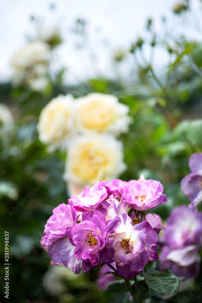 Moderne Rosen violett