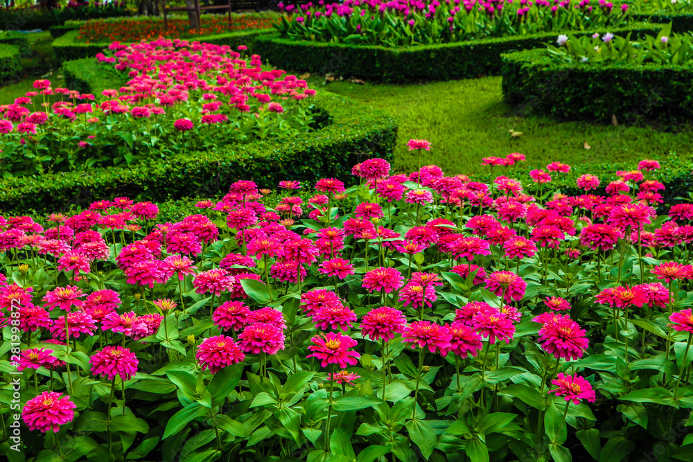 Beautiful abstract texture color red purple and pink flowers trees plants and forest landscape in the public nature green city parks and gardens Beautiful abstract texture color red purple and pink flowers trees plants and forest landscape in the public nature green city parks and gardens