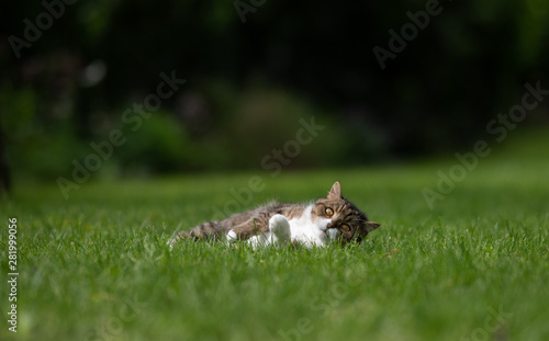 Fototapeta Naklejka Na Ścianę i Meble -  tabby white british shorthair cat lying on side on grass in the back yard relaxing looking at camera