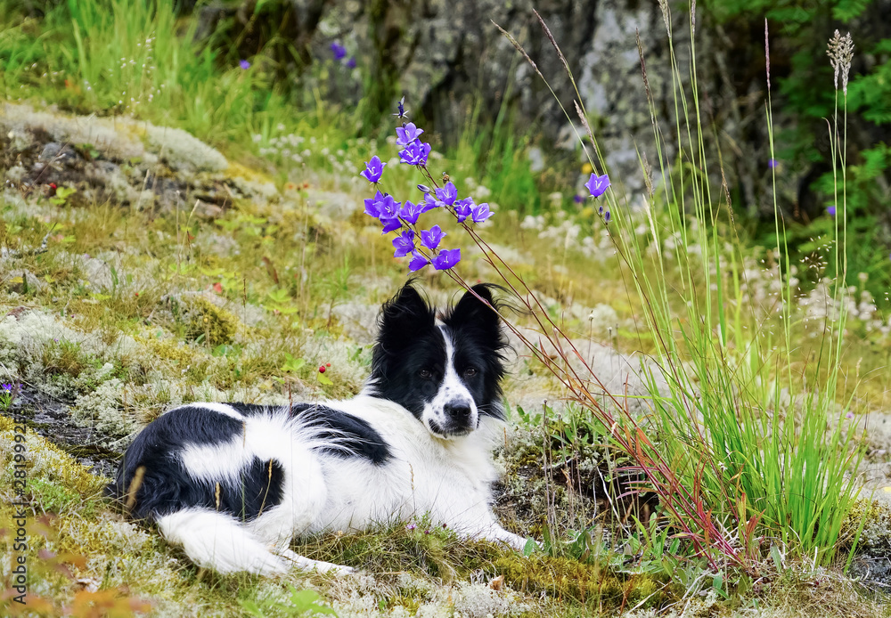 The dog is lying on a meadow with flowers.