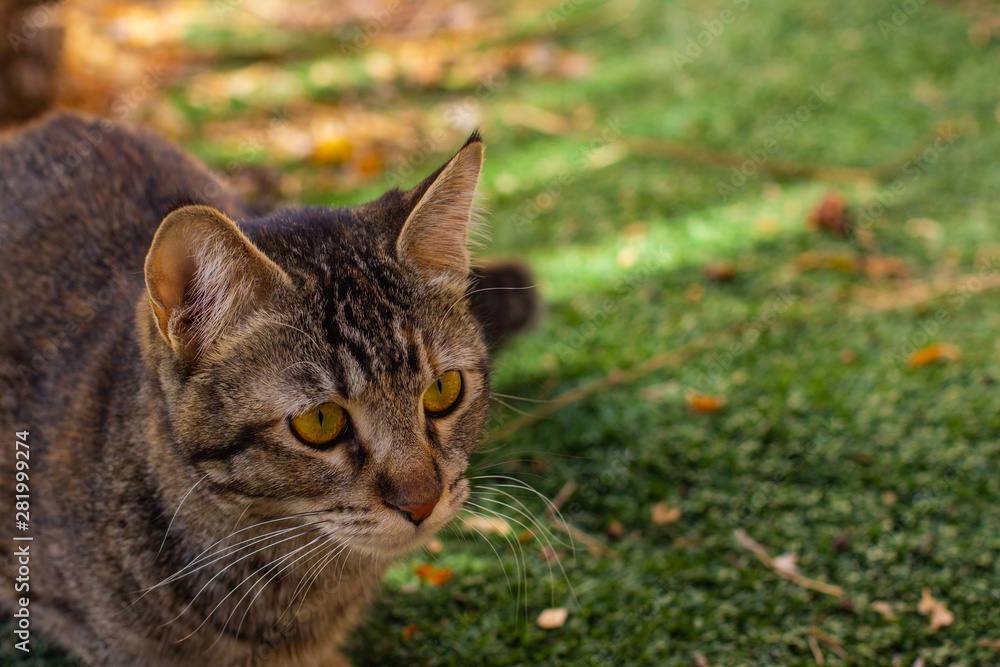 Obraz premium outdoor cat portrait yellow eyes on green grass unfocused natural background 