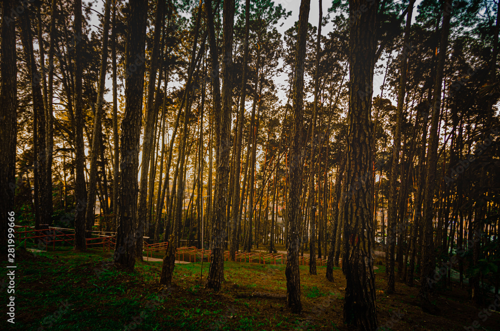 Fototapeta premium las jesienią