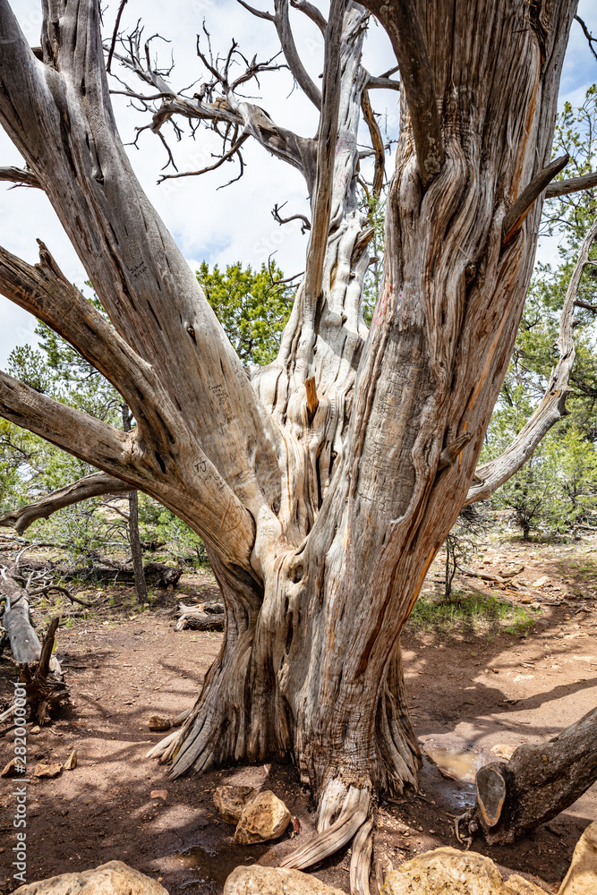 Dead tree at Grand Canyon National park, USA Dead tree at Grand Canyon National park, USA