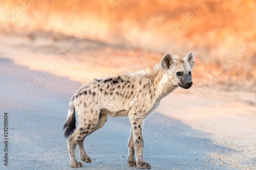 Spotted hyena standing in a road at sunrise